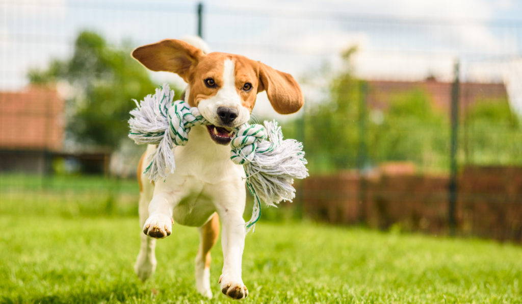 How to Keep Your Pet Healthy in the New Year