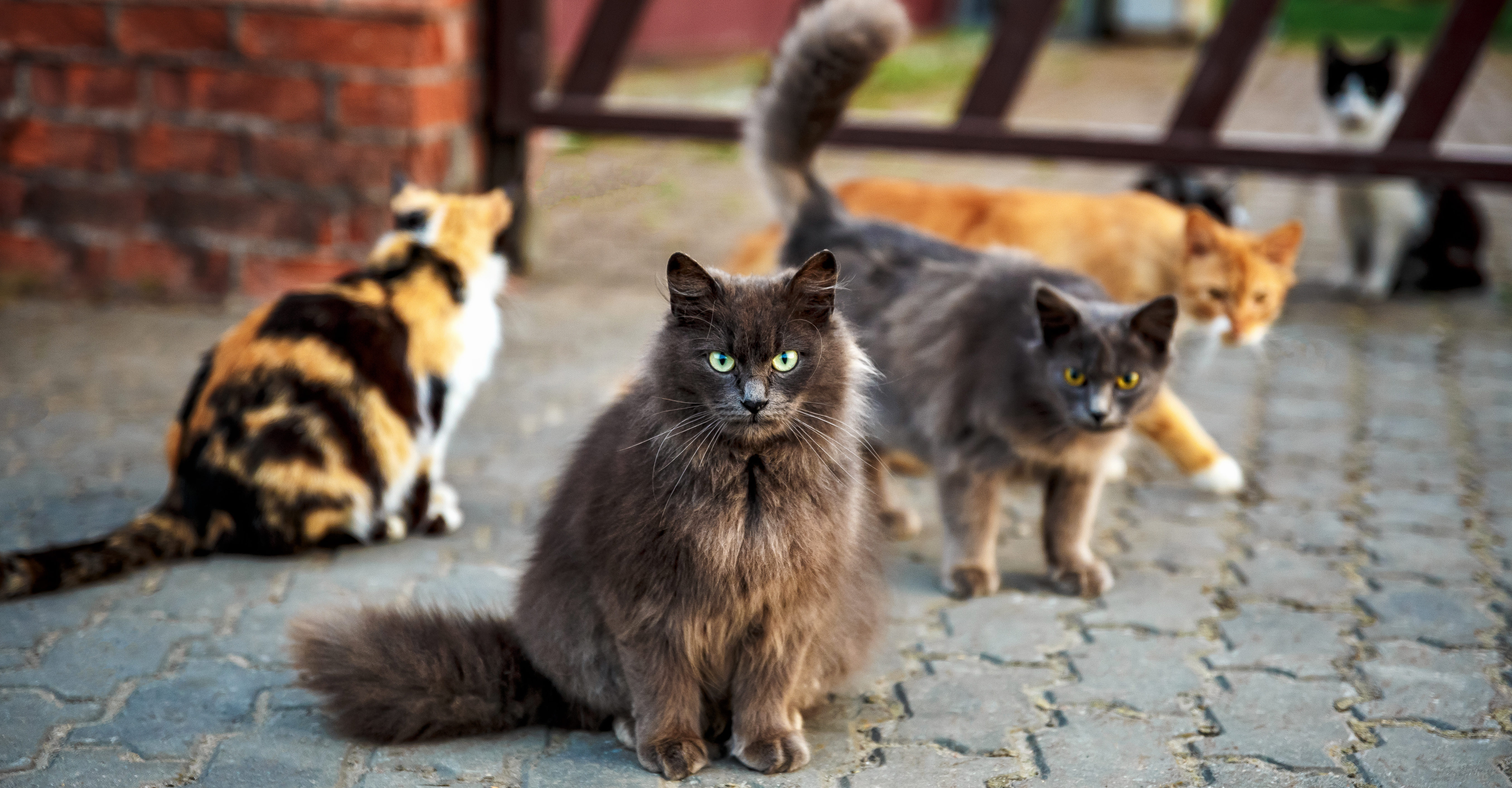 Spaying reduces feral cat population.
