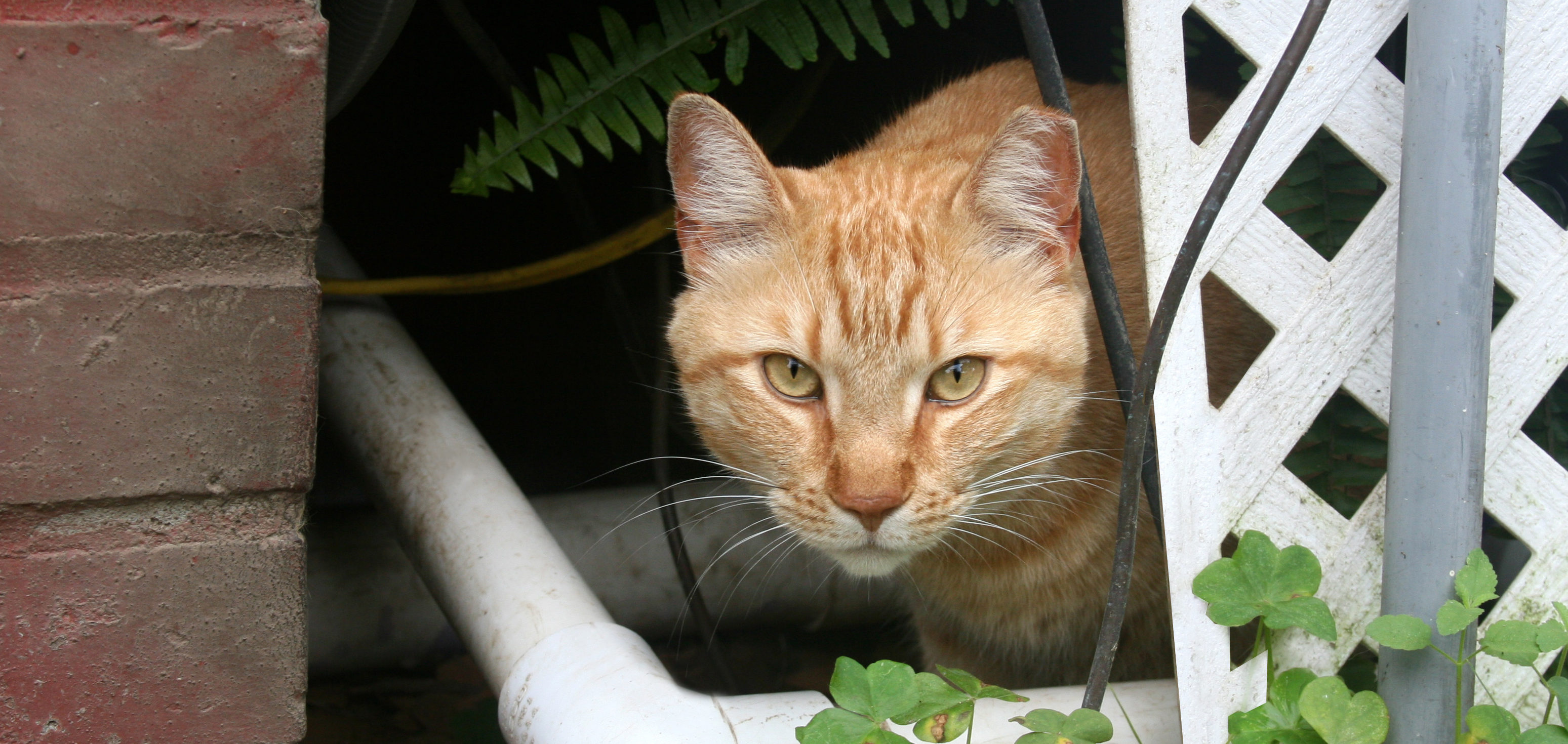 cat clipped ear