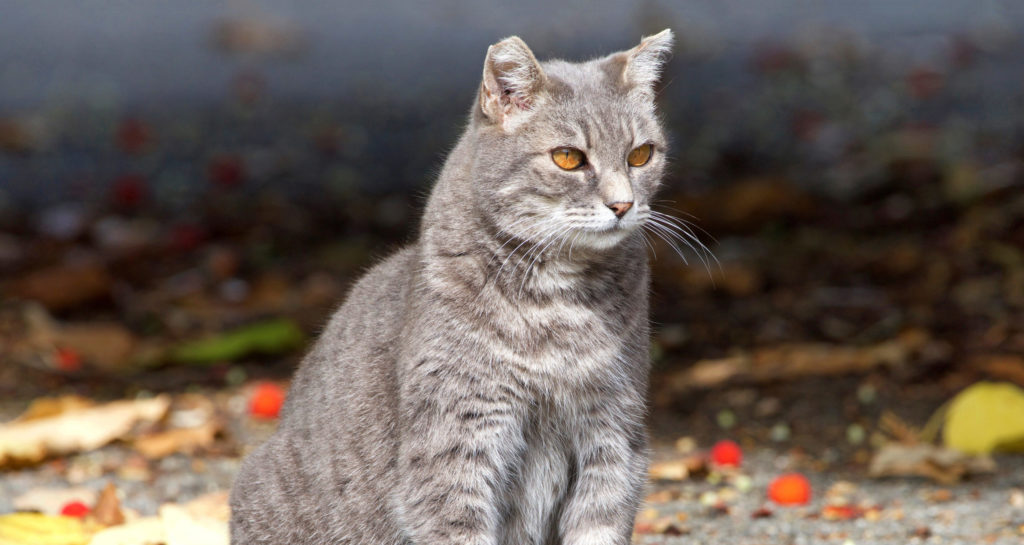 Feral Cats in Florida: Does Ear Clipping Hurt the Animal?