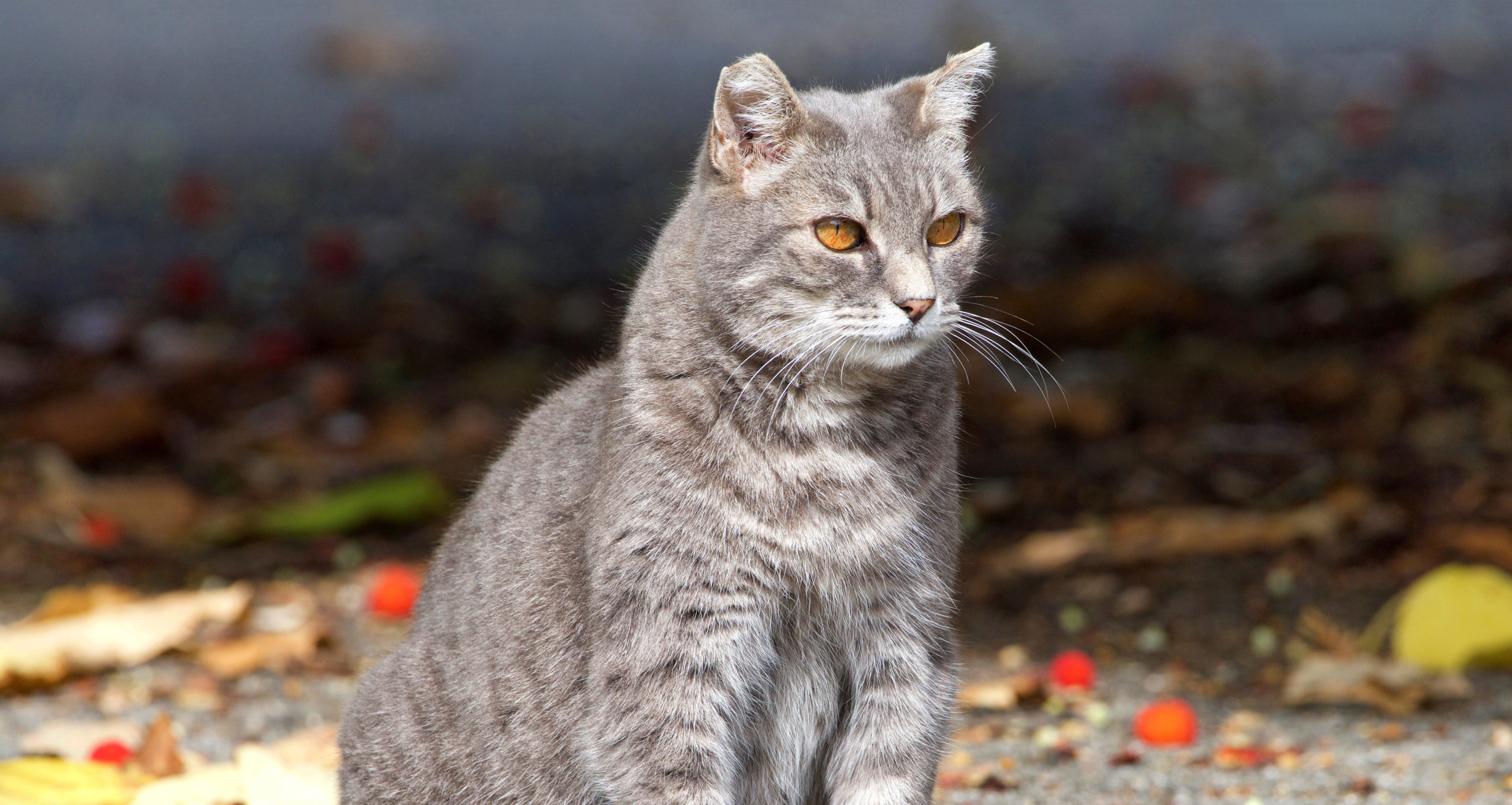 cat clipped ear