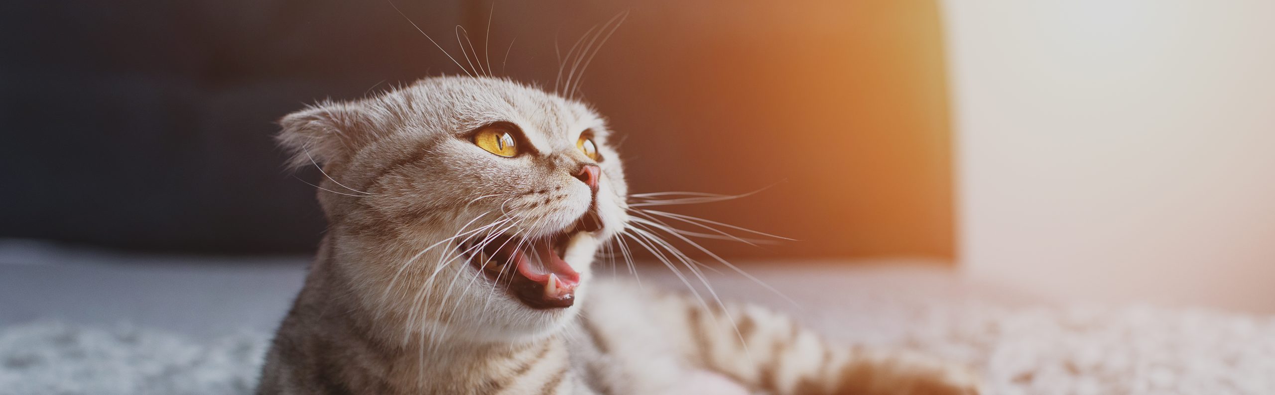 What to Do When Your Cat Is in Heat | Florida Animal Friend