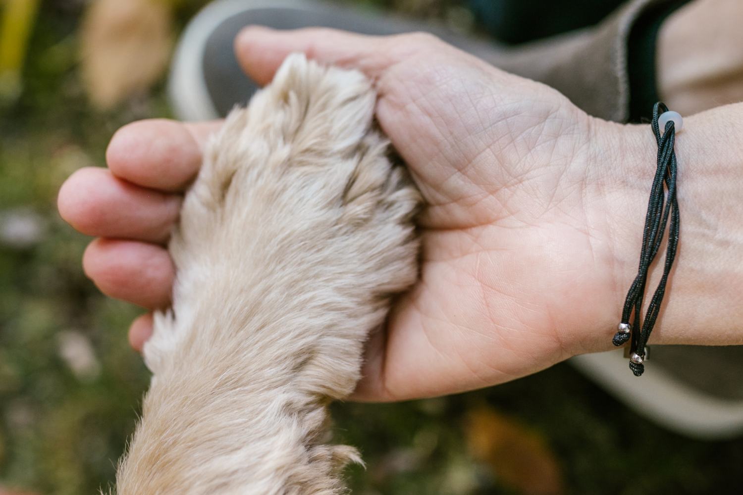 How to Help Your Local Animal Shelter | Florida Animal Friend
