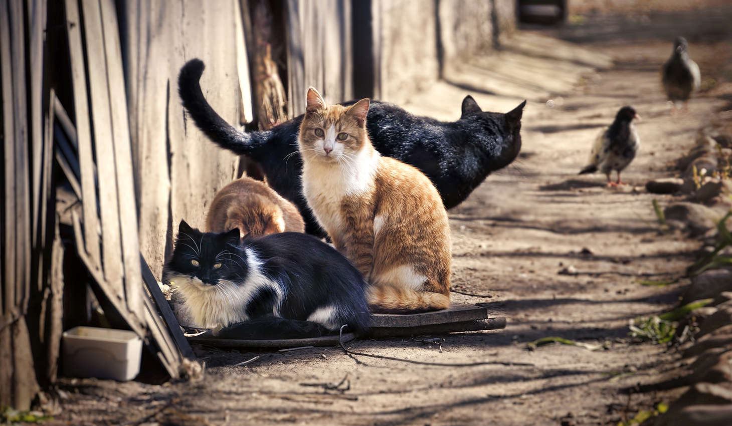 Nancy Segula Sentenced To 10 Days In Ohio Jail For Feeding Stray Cats The Washington Post
