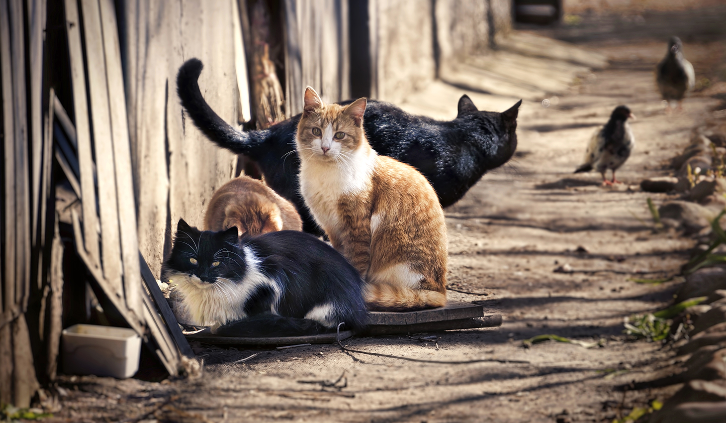 Feral Cat Colony Feral Cat Colony