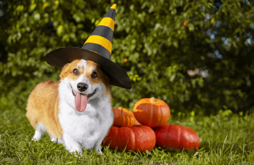 Tips from Florida Animal Friend: Halloween Safety Tips for Your Pets