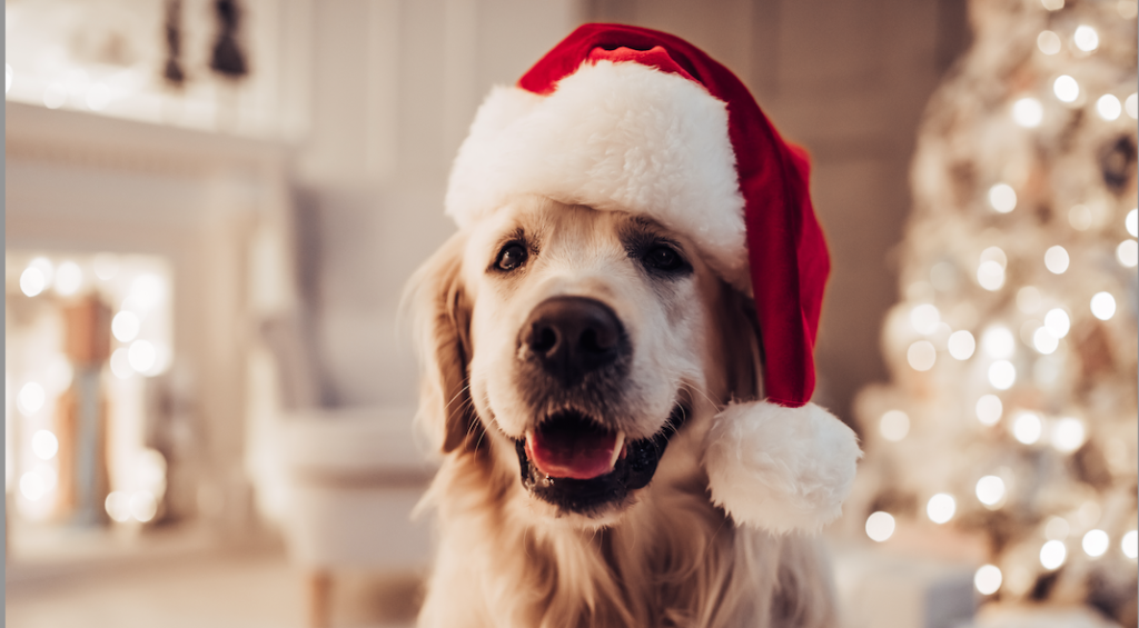 The Best Gift Ideas for Pet Lovers