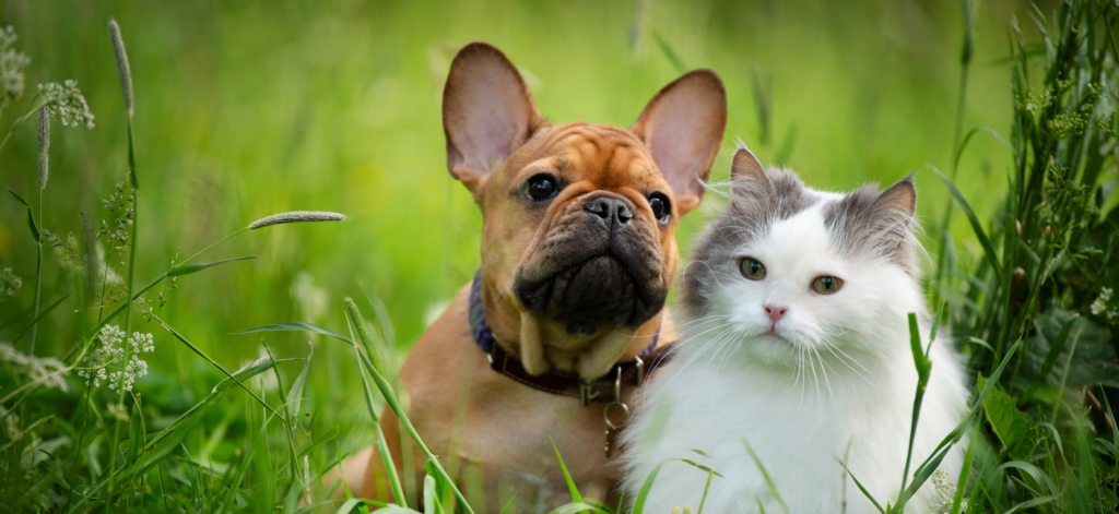 Tips From Florida Animal Friend: Pet Heat Safety in Florida