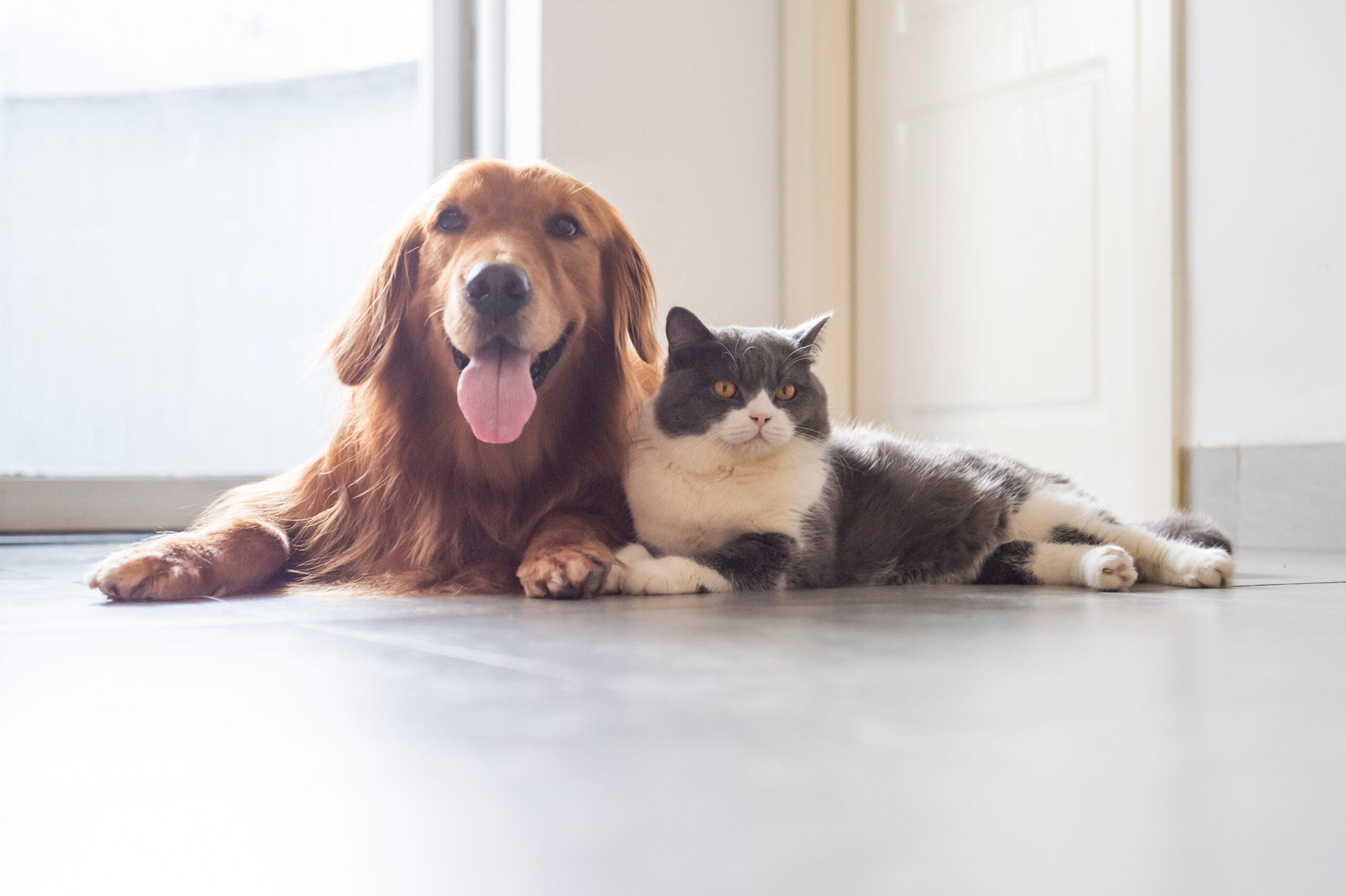 8 Ways You Can Support Cats and Dogs in Shelters