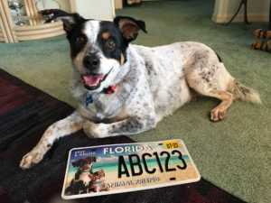 Florida Animal Friend Specialty License Plate 