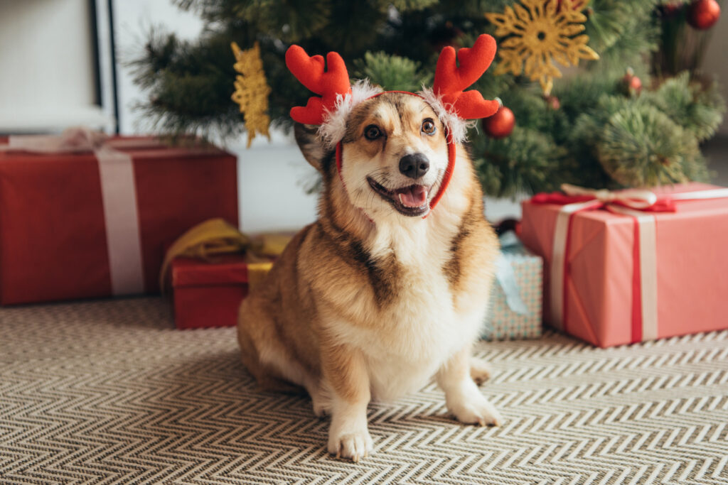 What Gifts Should You Get For Your Pet for the Holidays? Gift Guide for Pets and Pet Owners
