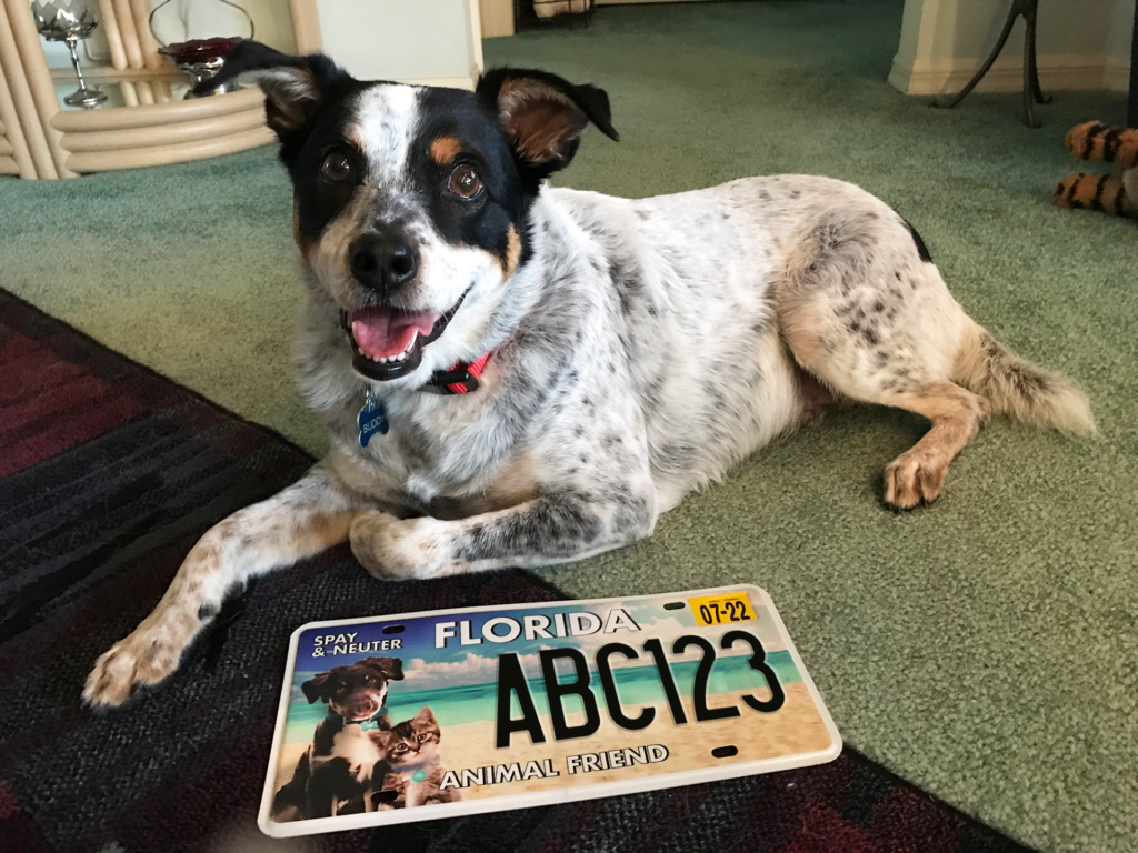 Why Getting a Spay and Neuter License Plate is the Best Way to Support our Mission