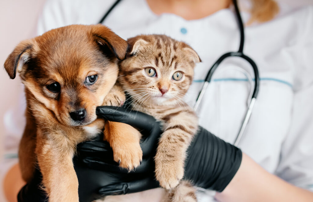 Protecting Our Furry Friends: Understanding Rabies Vaccination Requirements in Florida