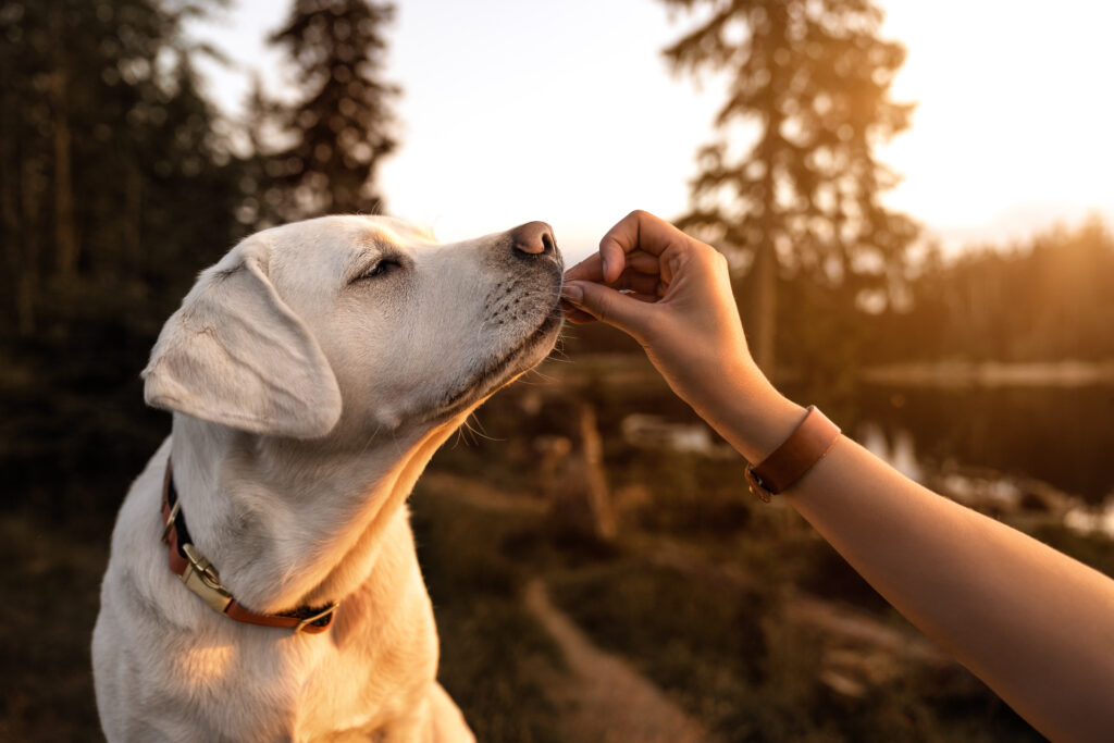 Can Dogs Safely Eat Nuts? What Every Pet Owner Needs to Know