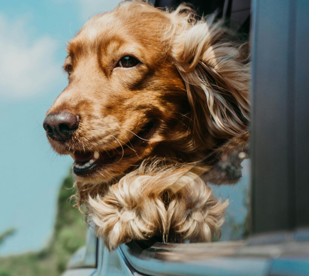 7 Ways to Make Car Rides More Comfortable for Your Dog