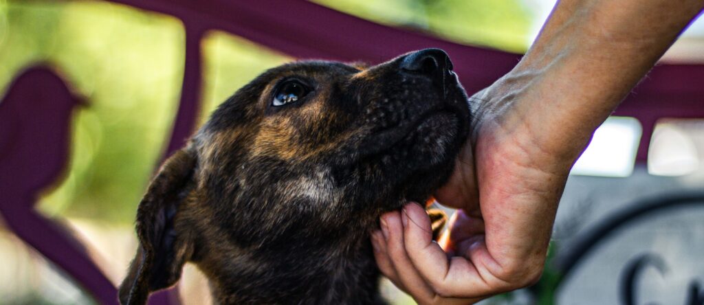 You Can Help the Homeless Florida Pet Population | FAF
