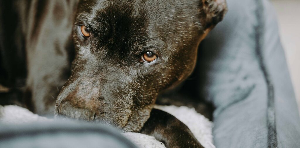 10 Ways You Can Support Shelter Dogs This Year