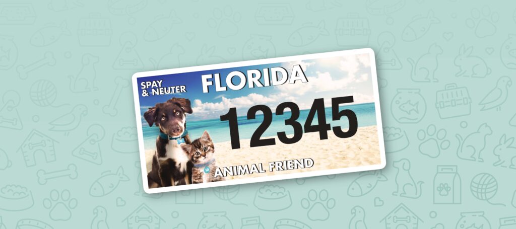 Decisions, Decisions: Choosing a Florida Specialty License Plate That Gives Back