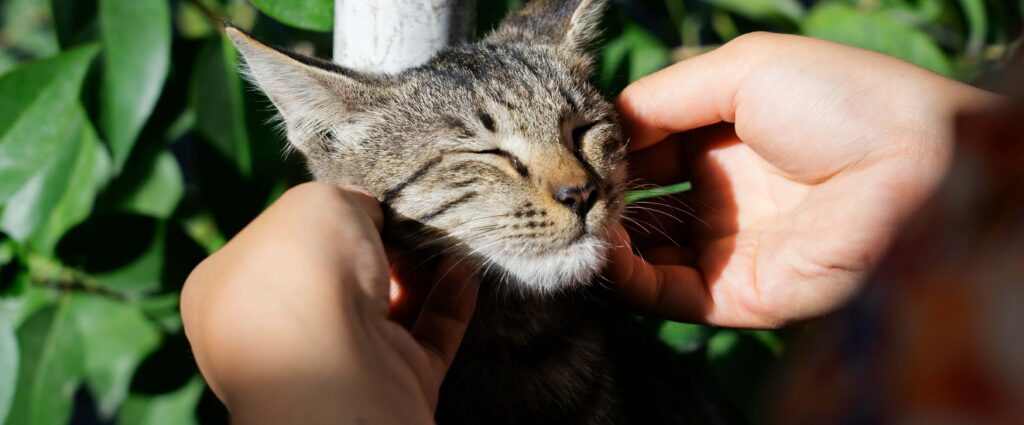 How to Get Ready for Your First Cat (Without Overthinking It)