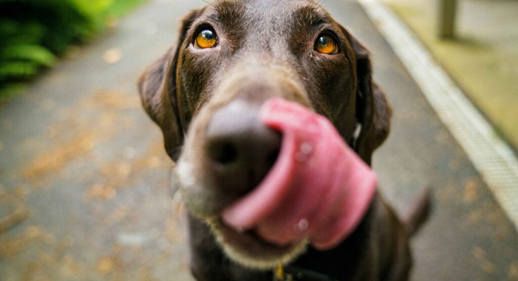 Is Homemade Dog Food Right for Your Pet? The Pros, Cons, & Recipes