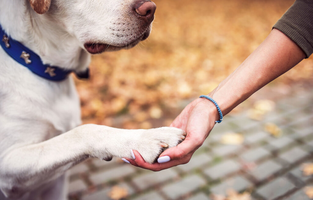 Protect Those Paws: Summer Safety Tips for Dogs in the Heat